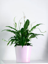 Spathiphyllum peace lily in a pink pot on white; illustrative family-level foliage reference, not exact Sensation cultivar or included pot. Photo: Alina Skazka / Pexels.