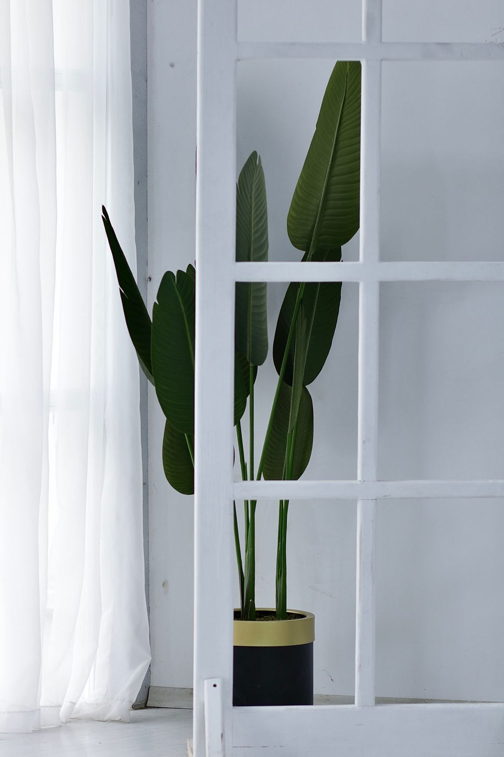 Strelitzia