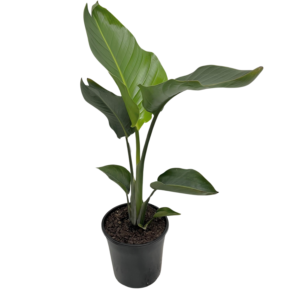 Strelitzia