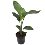 Young Strelitzia broad-leaved Bird of Paradise in a nursery pot, representative of 19 cm size; confirm species before outdoor planting. Exact size and shape vary.