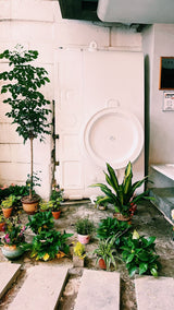 Mixed potted plants against a white interior wall; humidity-loving plant styling concept only, not the three listed exact bundle species or included containers. Photo: Zyy / Pexels.