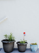 Three different potted houseplants against a white wall; fresh-greenery concept only, not the specific Luma bundle components shown individually elsewhere in the gallery. Photo: Lisa from Pexels / Pexels.