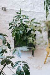 Group of leafy potted plants against a whitewashed wall; general living-room greenery concept only, not the included Monstera, Robusta and Philodendron set. Photo: Charlotte May / Pexels.