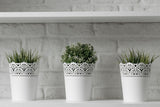 Green houseplants in white planters against a white wall; low-light space styling illustration only, not the three exact included Luma plants or pots. Photo: Pavel Danilyuk / Pexels.