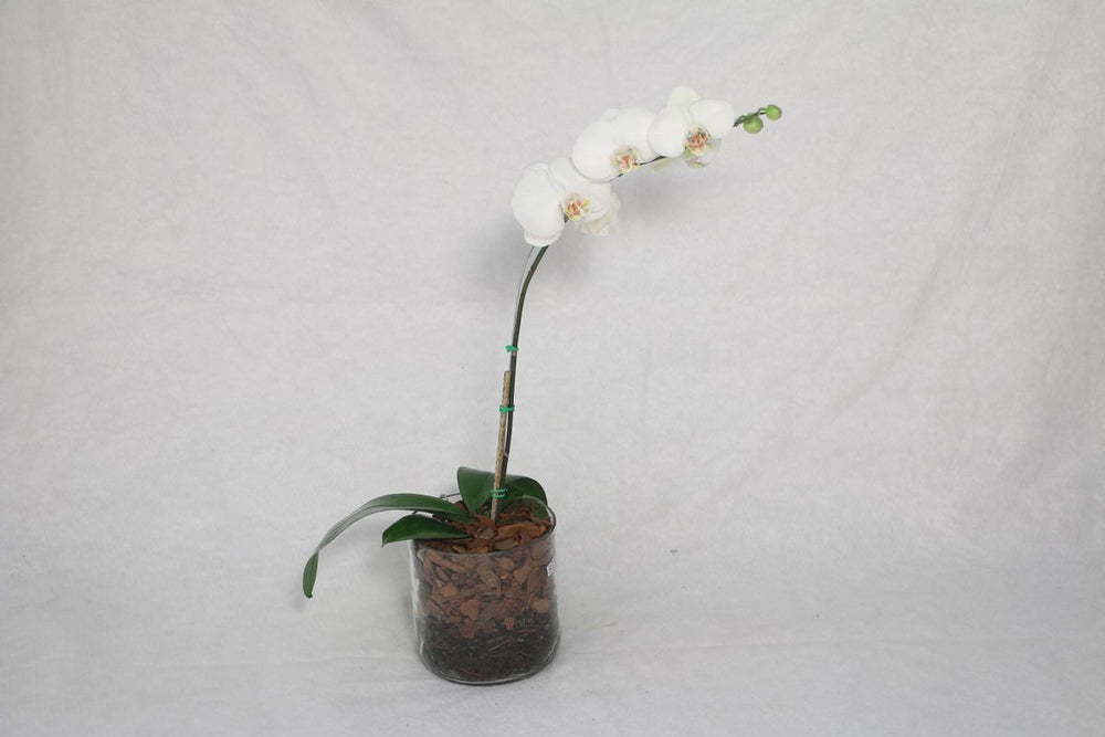 White Phalaenopsis Orchid