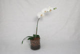 White Phalaenopsis orchid in a pot against a clean white background. Reference image; exact pot and stem count may differ. Photo: Marcelo Joaquim / Pexels.