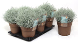 Calocephalus silver cushion bush in round brown nursery pots showing rounded growth habit.