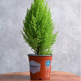 Cupressus macrocarpa Goldcrest Wilma upright lemon cypress in a grow pot; young plant reference.