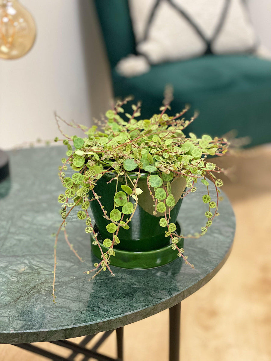 Peperomia Prostrata