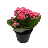 Calandiva double-petalled pink blooms and foliage in small nursery pot; illustrative flower detail; selected item 12 cm.