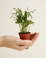 Chamaedorea elegans small palm held in hand, illustrating young green fronds and nursery pot scale.