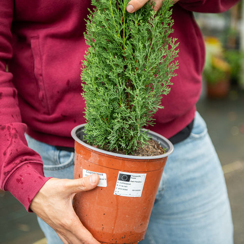Green upright Cupressus sempervirens totem in 17 cm nursery pot, approximate natural-form reference.