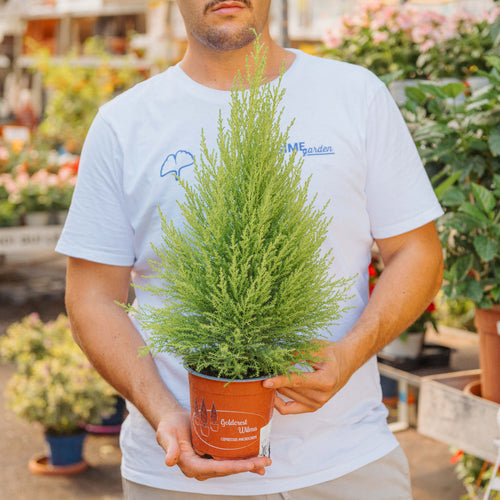 Cupressus macrocarpa Goldcrest Wilma held in 14 cm nursery pot showing feathery lime-green foliage; smaller than listed variants.
